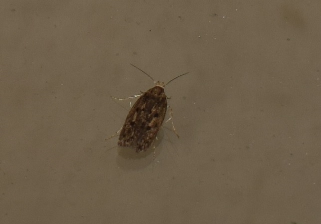 Hofmannophila pseudospretella (Oecophoridae)?